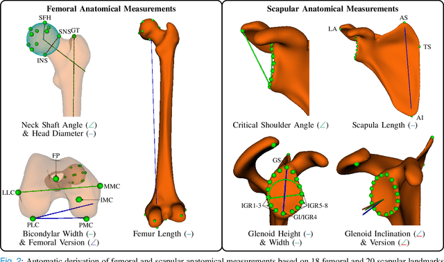 Figure 2 for Anatomically Parameterized Statistical Shape Model: Explaining Morphometry through Statistical Learning