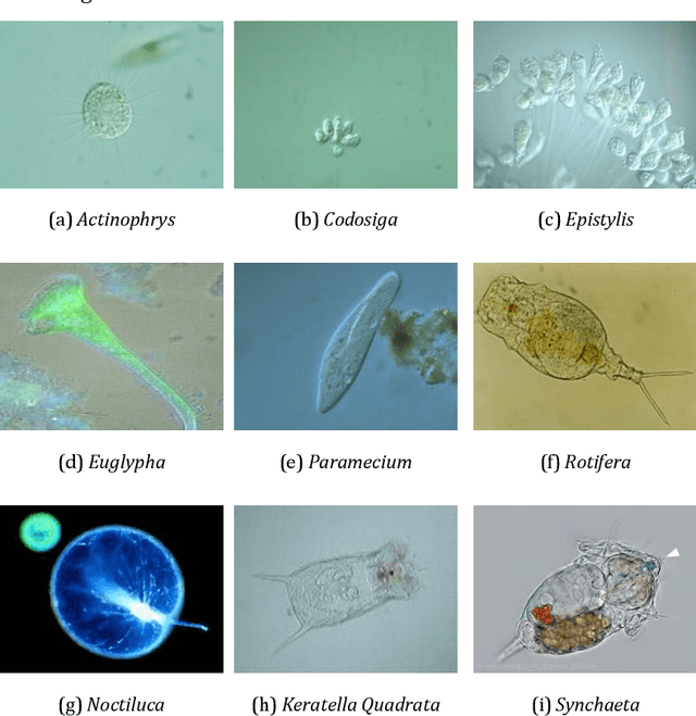 Figure 3 for A New Pairwise Deep Learning Feature For Environmental Microorganism Image Analysis