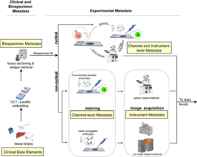 Figure 1 for MITI Minimum Information guidelines for highly multiplexed tissue images