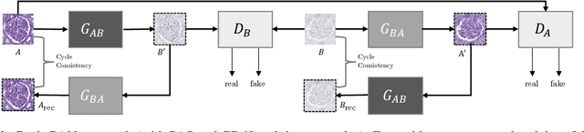 Figure 1 for Self adversarial attack as an augmentation method for immunohistochemical stainings