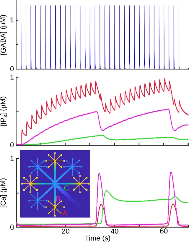 Figure 3 for Computational Astrocyence: Astrocytes encode inhibitory activity into the frequency and spatial extent of their calcium elevations