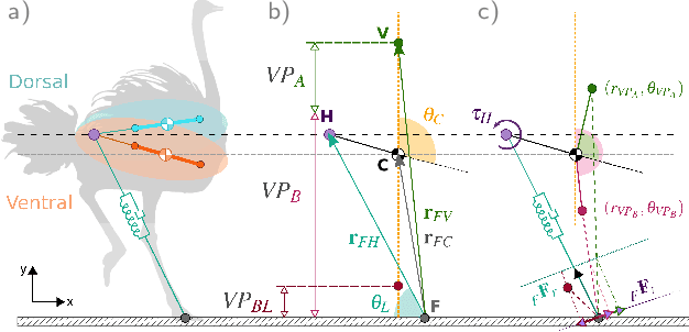 Figure 1 for Trunk Pitch Oscillations to Improve Energetics in Bipedal Running Birds and Robots