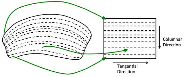 Figure 3 for Automatic Neuron Type Identification by Neurite Localization in the Drosophila Medulla