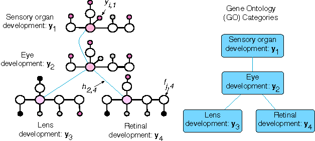 Figure 1 for Using the Gene Ontology Hierarchy when Predicting Gene Function