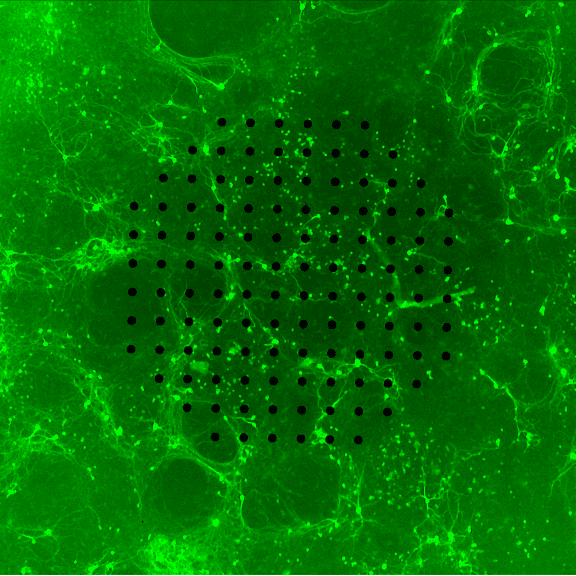Figure 1 for A Deep Learning Framework for Classification of in vitro Multi-Electrode Array Recordings
