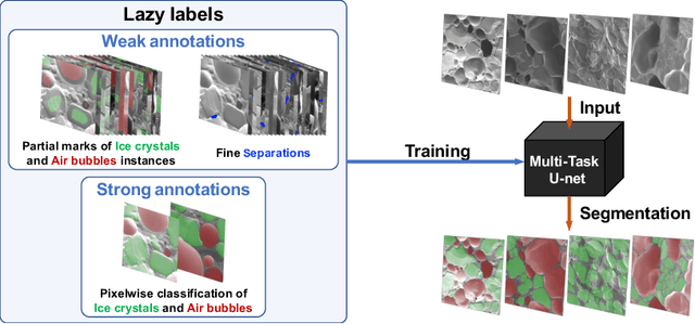 Figure 1 for A multi-task U-net for segmentation with lazy labels