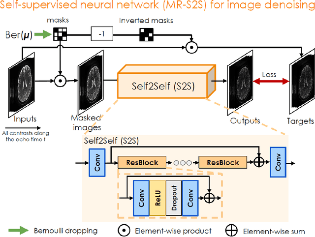 Figure 2 for BUDA-SAGE with self-supervised denoising enables fast, distortion-free, high-resolution T2, T2*, para- and dia-magnetic susceptibility mapping