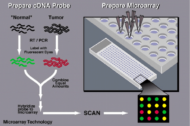 Figure 2 for Analysis of Microarray Data using Artificial Intelligence Based Techniques