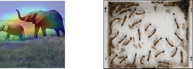 Figure 3 for Beyond Tracking: Using Deep Learning to Discover Novel Interactions in Biological Swarms