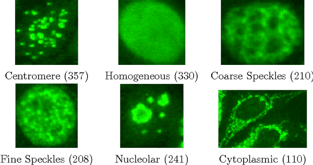Figure 1 for Fuzzy Statistical Matrices for Cell Classification