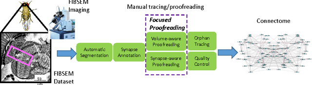 Figure 3 for Focused Proofreading: Efficiently Extracting Connectomes from Segmented EM Images