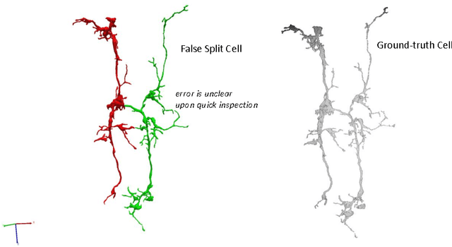 Figure 4 for Focused Proofreading: Efficiently Extracting Connectomes from Segmented EM Images