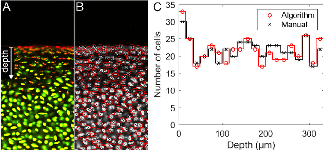 Figure 4 for A watershed-based algorithm to segment and classify cells in fluorescence microscopy images