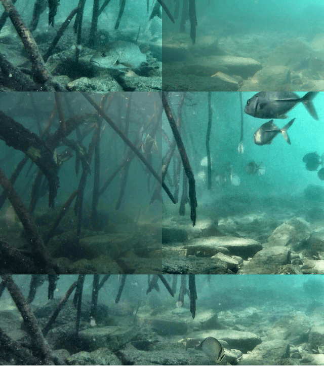 Figure 3 for Underwater Fish Detection with Weak Multi-Domain Supervision