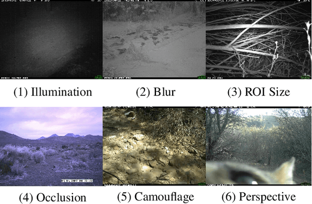 Figure 2 for The iWildCam 2019 Challenge Dataset