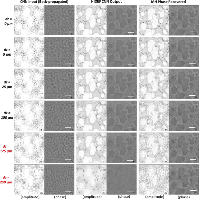Figure 3 for Extended depth-of-field in holographic image reconstruction using deep learning based auto-focusing and phase-recovery