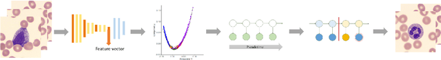 Figure 1 for TIMELY: Improving Labeling Consistency in Medical Imaging for Cell Type Classification