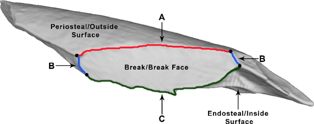 Figure 2 for Using machine learning on new feature sets extracted from 3D models of broken animal bones to classify fragments according to break agent
