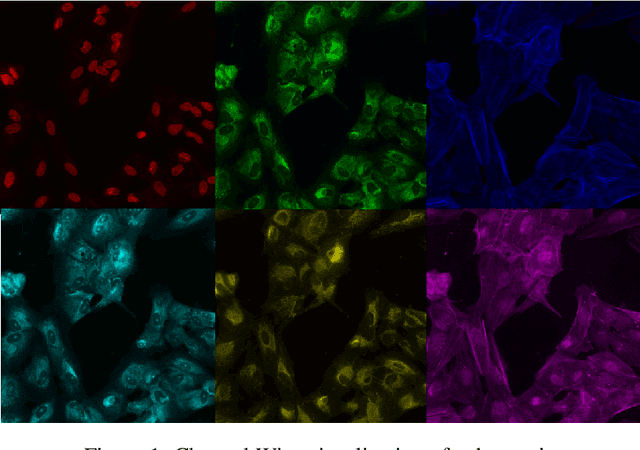 Figure 1 for Distangling Biological Noise in Cellular Images with a focus on Explainability