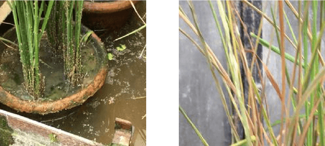 Figure 4 for Identification and Recognition of Rice Diseases and Pests Using Deep Convolutional Neural Networks