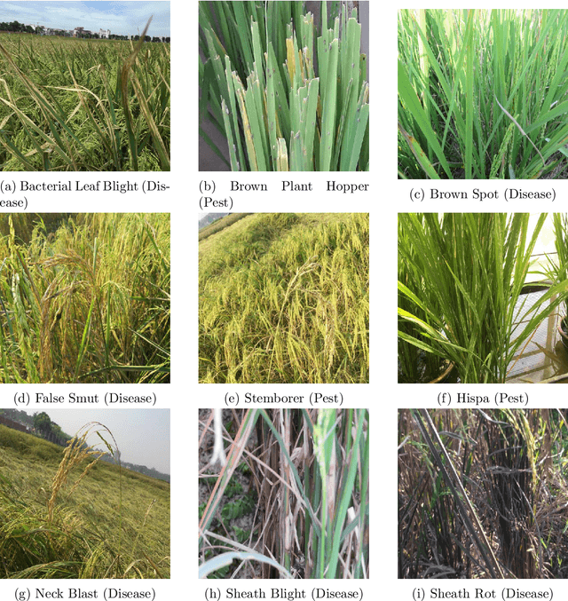 Figure 1 for Identification and Recognition of Rice Diseases and Pests Using Deep Convolutional Neural Networks