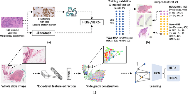 Figure 1 for SlideGraph+: Whole Slide Image Level Graphs to Predict HER2Status in Breast Cancer
