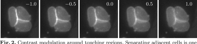 Figure 2 for A Weakly Supervised Method for Instance Segmentation of Biological Cells
