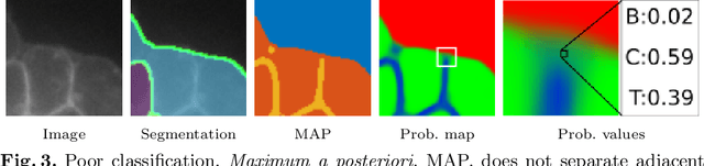 Figure 3 for A Weakly Supervised Method for Instance Segmentation of Biological Cells