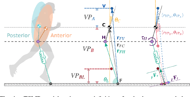 Figure 1 for Trunk Pitch Oscillations for Joint Load Redistribution in Humans and Humanoid Robots