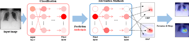 Figure 3 for Improving Interpretability of Deep Neural Networks in Medical Diagnosis by Investigating the Individual Units