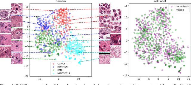 Figure 1 for Learning New Tricks from Old Dogs -- Inter-Species, Inter-Tissue Domain Adaptation for Mitotic Figure Assessment