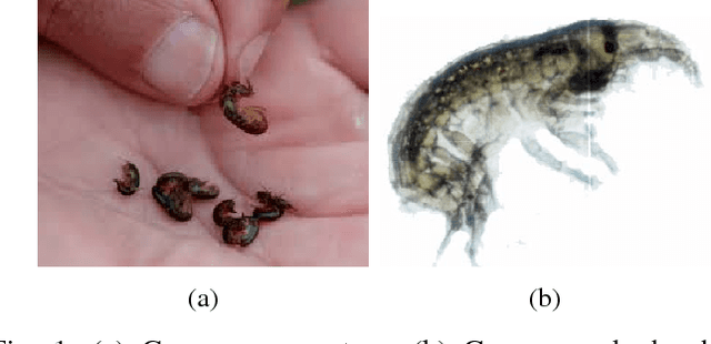 Figure 1 for Pontogammarus Maeoticus Swarm Optimization: A Metaheuristic Optimization Algorithm