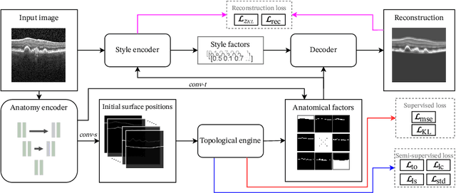 Figure 1 for SD-LayerNet: Semi-supervised retinal layer segmentation in OCT using disentangled representation with anatomical priors