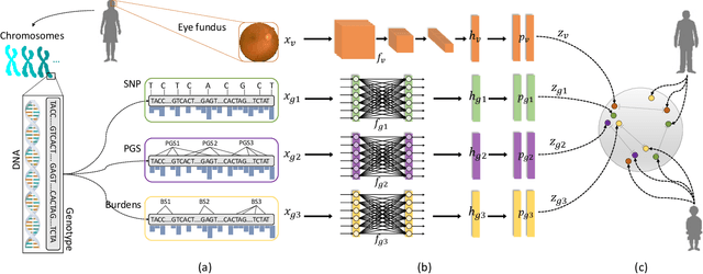 Figure 3 for ContIG: Self-supervised Multimodal Contrastive Learning for Medical Imaging with Genetics