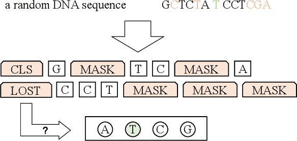 Figure 3 for SemanticCAP: Chromatin Accessibility Prediction Enhanced by Features Learning from a Language Model