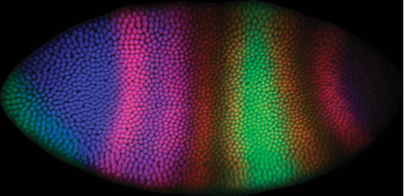 Figure 2 for Linear Latent Force Models using Gaussian Processes