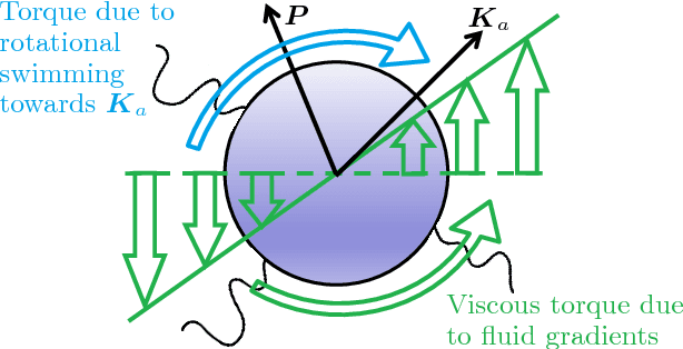 Figure 1 for Finding Efficient Swimming Strategies in a Three Dimensional Chaotic Flow by Reinforcement Learning