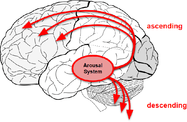 Figure 1 for One-time learning in a biologically-inspired Salience-affected Artificial Neural Network