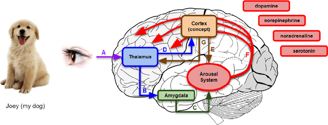Figure 2 for One-time learning in a biologically-inspired Salience-affected Artificial Neural Network
