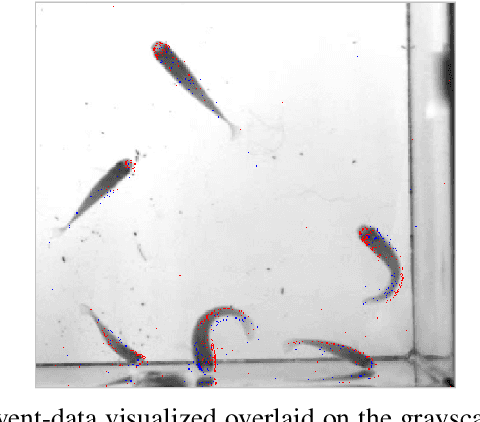 Figure 4 for Stereo Co-capture System for Recording and Tracking Fish with Frame- and Event Cameras