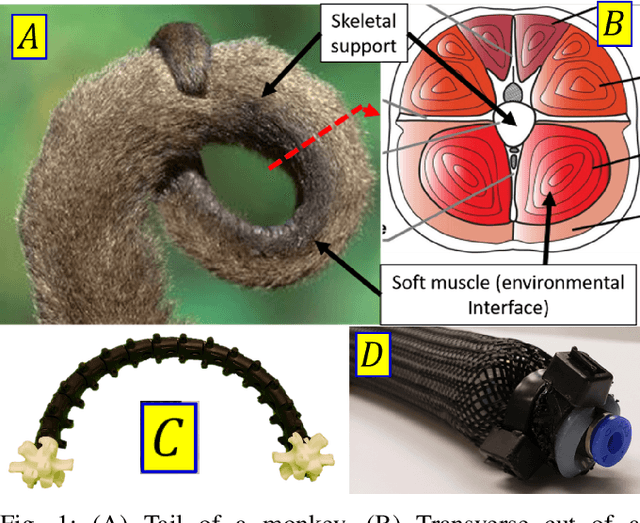 Figure 1 for Forward and Inverse Kinematics of a Single Section Inextensible Continuum Arm