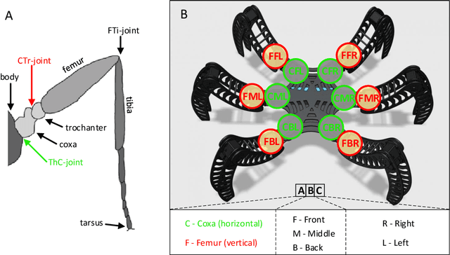 Figure 3 for NeuroPod: a real-time neuromorphic spiking CPG applied to robotics
