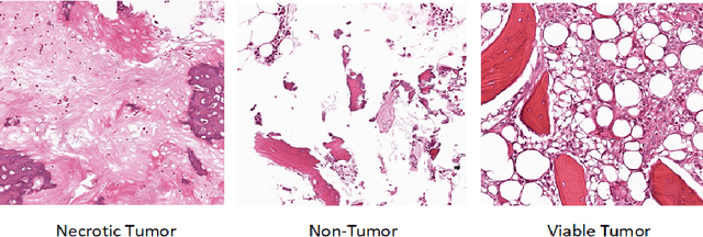 Figure 3 for C-Net: A Reliable Convolutional Neural Network for Biomedical Image Classification