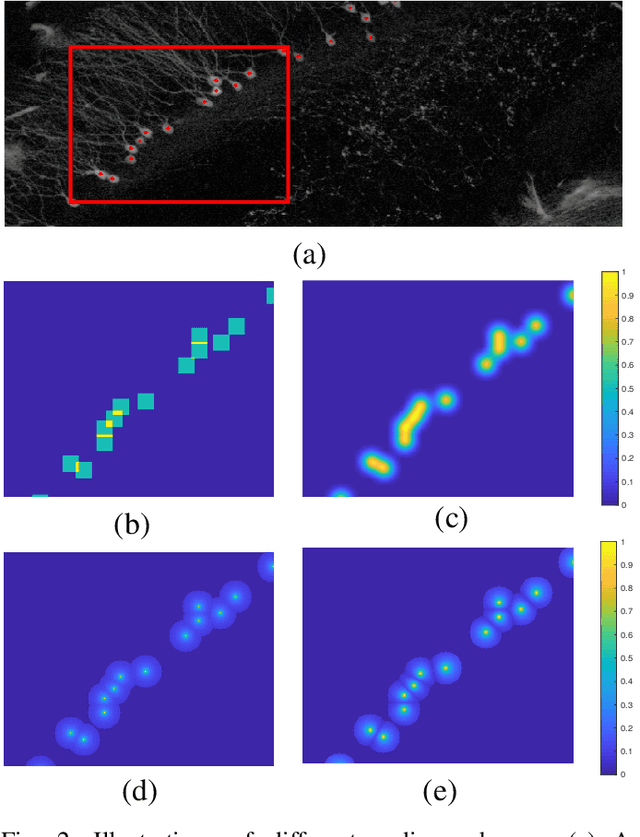 Figure 2 for Enhanced Center Coding for Cell Detection with Convolutional Neural Networks