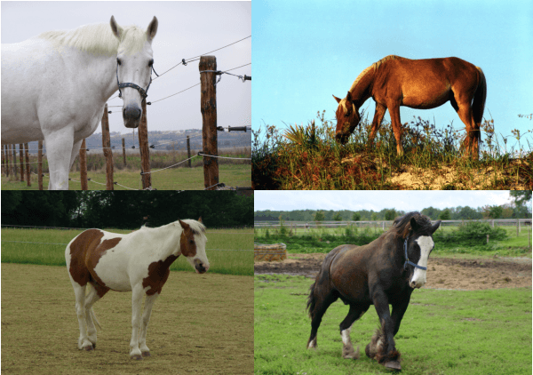 Figure 2 for Hierarchical Prototype Learning for Zero-Shot Recognition