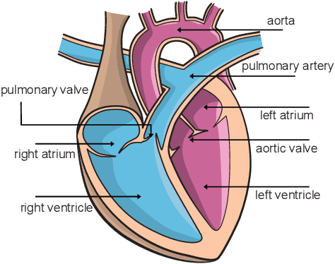 Figure 1 for Cardiac Cohort Classification based on Morphologic and Hemodynamic Parameters extracted from 4D PC-MRI Data