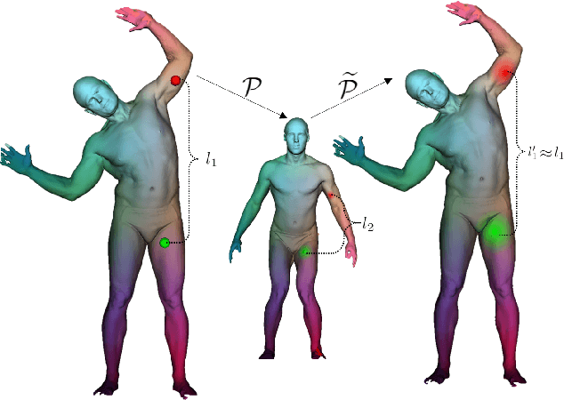Figure 1 for Cyclic Functional Mapping: Self-supervised correspondence between non-isometric deformable shapes
