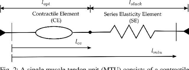 Figure 2 for Natural Multicontact Walking for Robotic Assistive Devices via Musculoskeletal Models and Hybrid Zero Dynamics