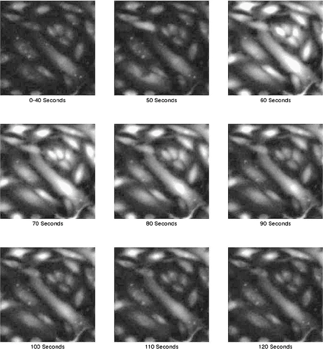 Figure 1 for Use of multiple singular value decompositions to analyze complex intracellular calcium ion signals
