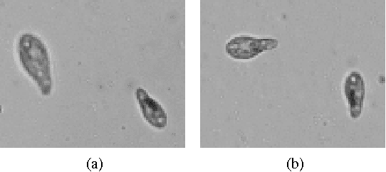 Figure 1 for Tracking Tetrahymena Pyriformis Cells using Decision Trees